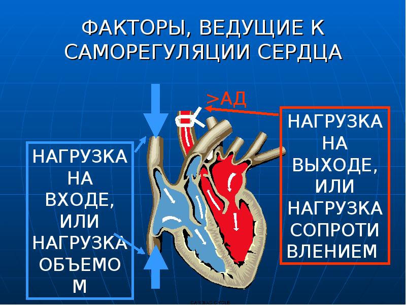 Как работает сердце