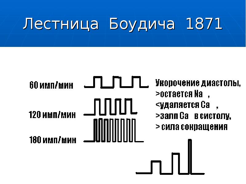 Презентация регуляция работы сердца и сосудов