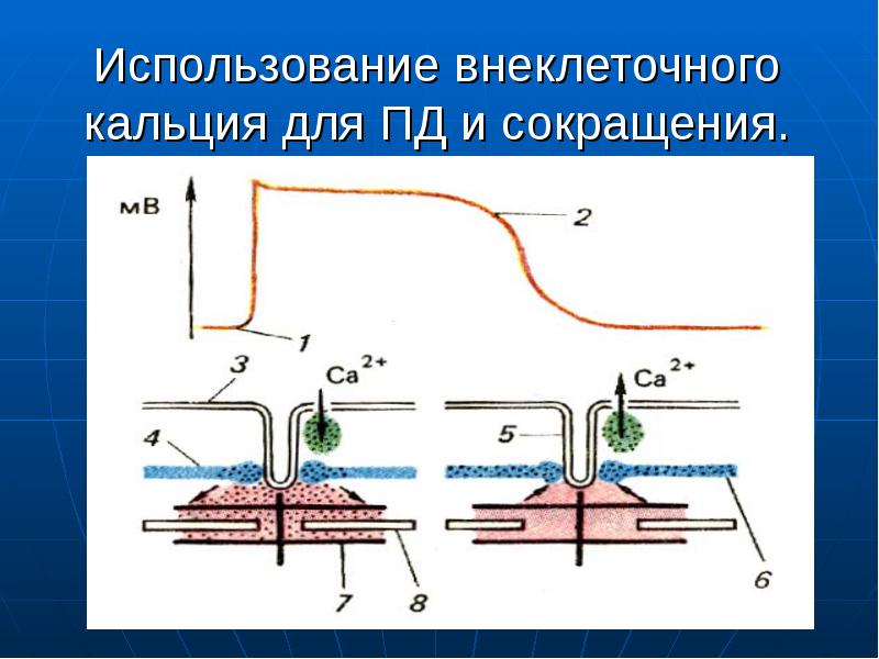 Презентация регуляция работы сердца и сосудов