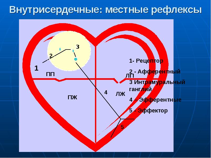 Презентация регуляция работы сердца и сосудов