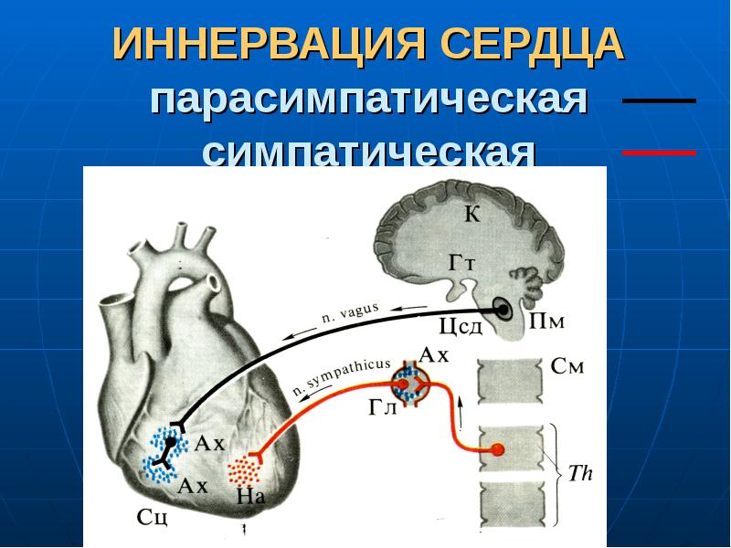 Регуляция работы сердца и сосудов