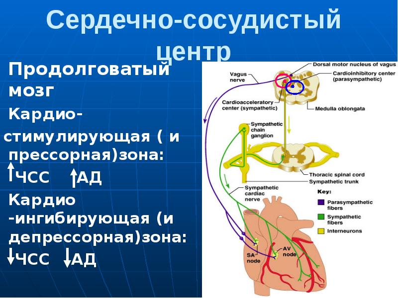 Презентация регуляция работы сердца и сосудов