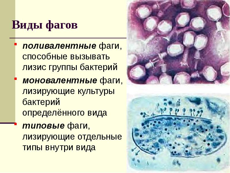 6 групп бактерий