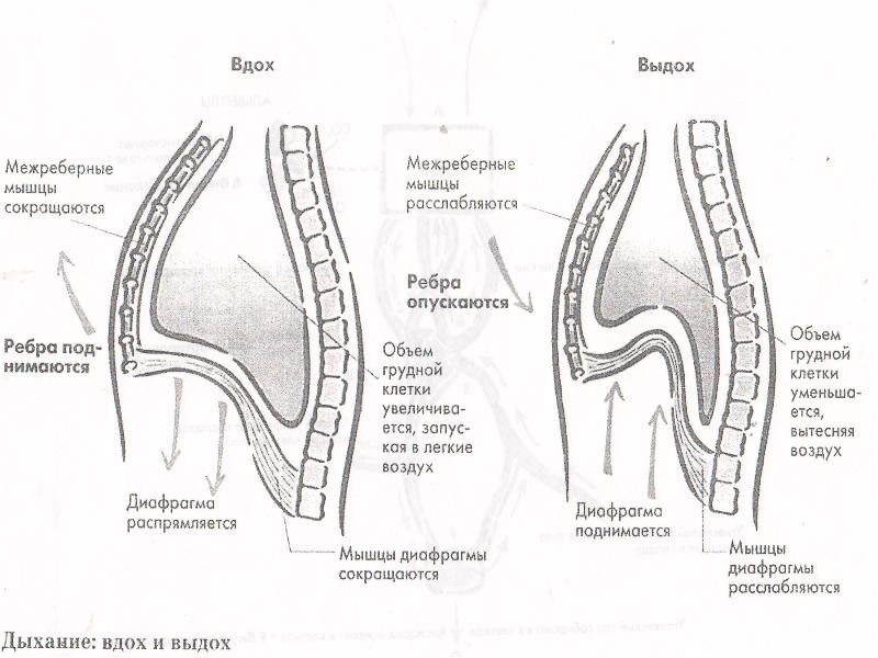 Механизм вдоха и выхода схема