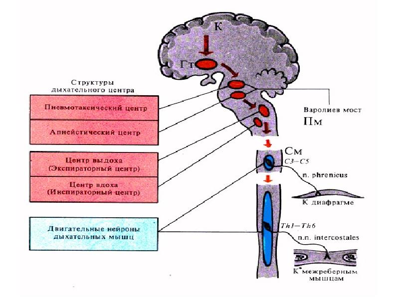 Центры дыхательной системы