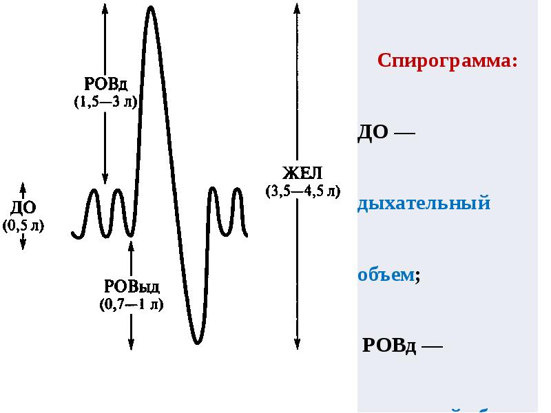 Жел. Спирограмма физиология график. Дыхательные объемы схема. Емкость легких график. Спирография график.