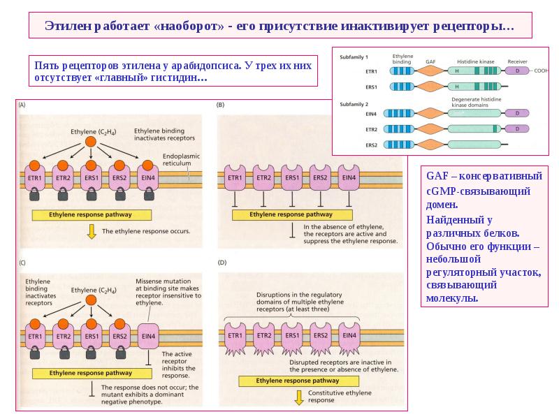 Рецептор 5