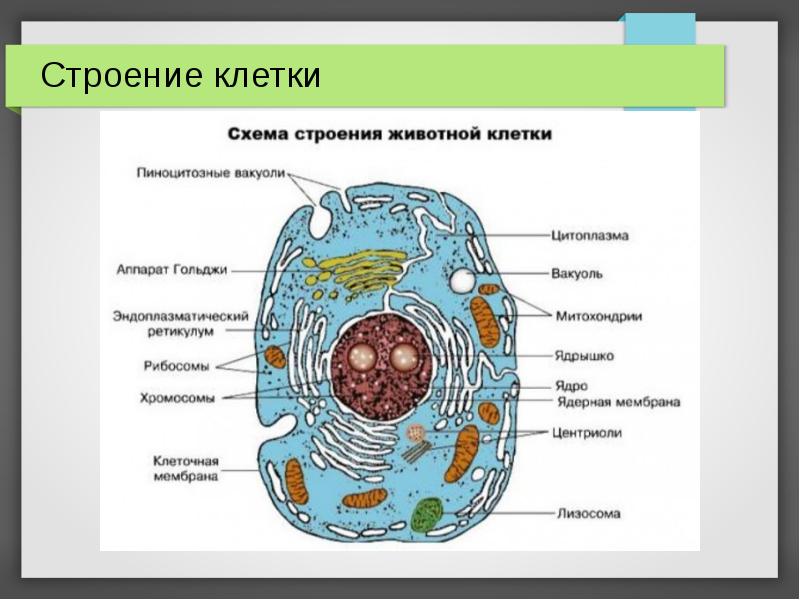 Рисунок животной клетки с подписями