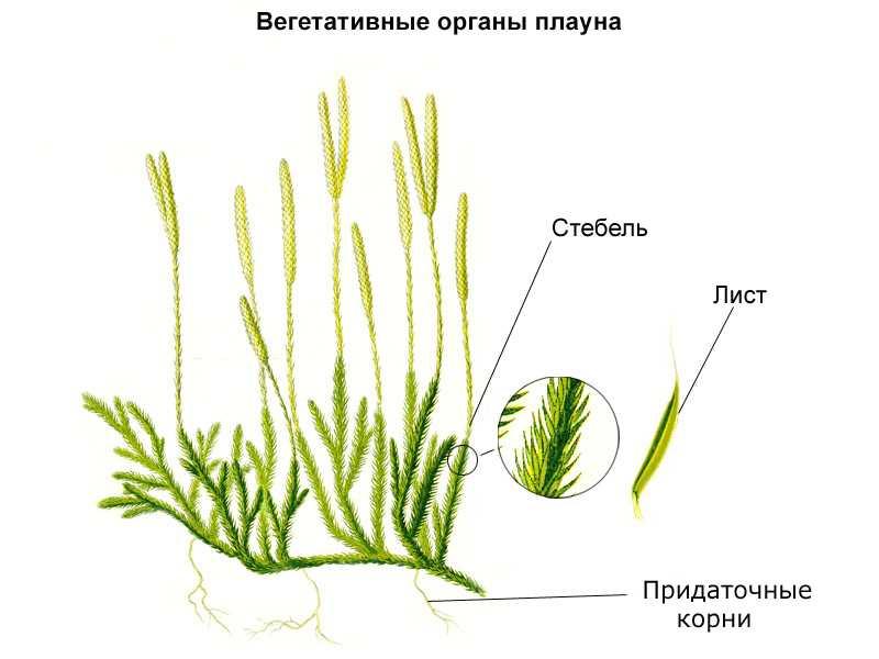 Плауновидные растения рисунок