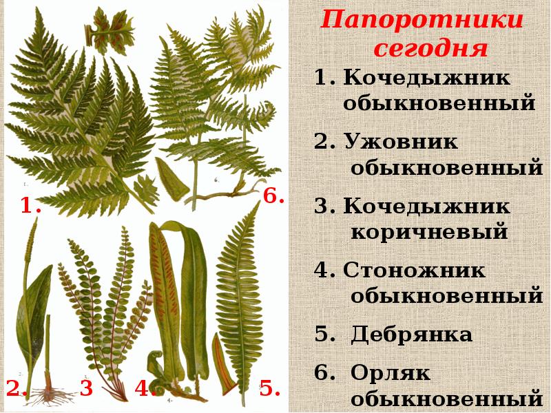 Представитель какого отдела показан на рисунке 1 папоротниковидные