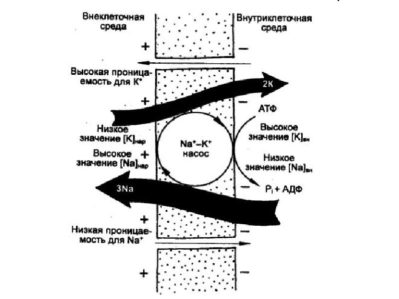 Схема механизмов развития нейродистрофического процесса