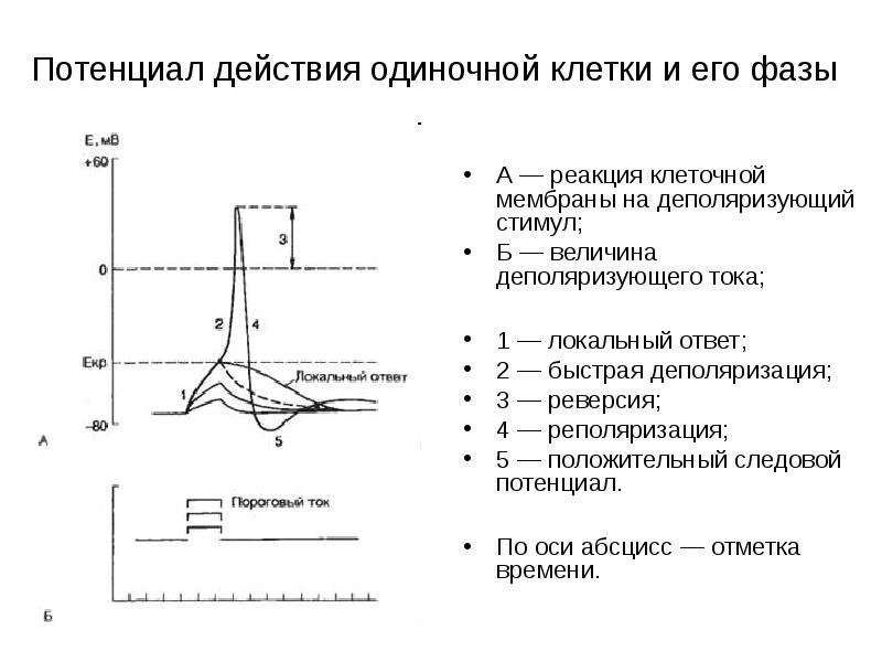 Локальный ответ характеристика