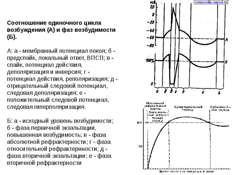 Схема механизмов развития нейродистрофического процесса