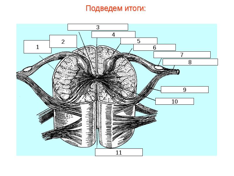 Презентация нервная система пименов