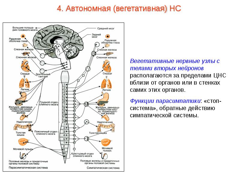Роль отделов цнс. Вегетативная автономная нервная система функции. Строение и функции отделов нервной системы таблица. Отделы центральной нервной системы таблица. Отделы вегетативной нервной системы строение.