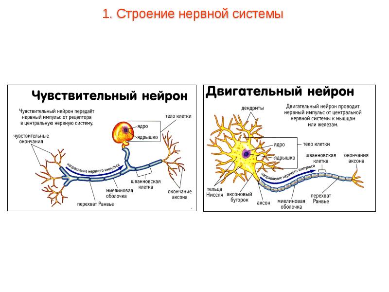 Строение нервной. Нейроны нервной системы схема. Схема двигательного нейрона. Строение двигательного нейрона. Нервная система человека строение нейрона.