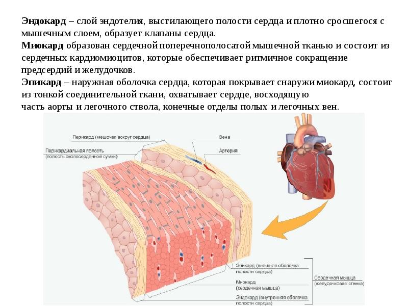 Сердечная стенка образована какой тканью. Миокард эпикард эндокард ткани. Строение сердечной мышцы физиология.
