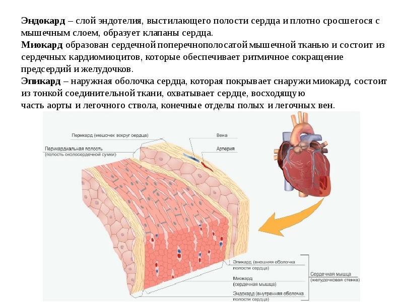 Мышечный слой сердечной ткани