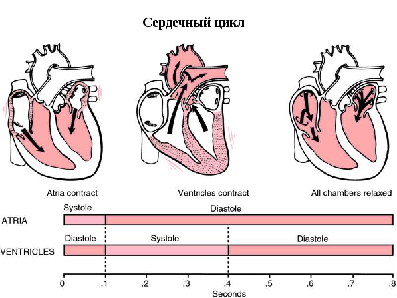 Сердечный цикл сердца. Сердечный цикл фаза асинхронного сокращения. Сердечный цикл состоит из. Схема сердечного цикла. Сердечный цикл анатомия.