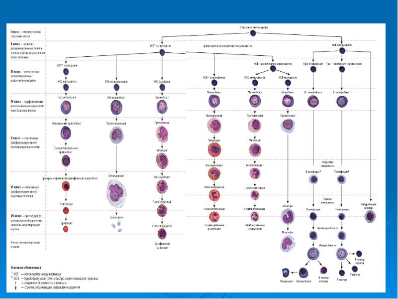 Схема гемопоэза включает классы