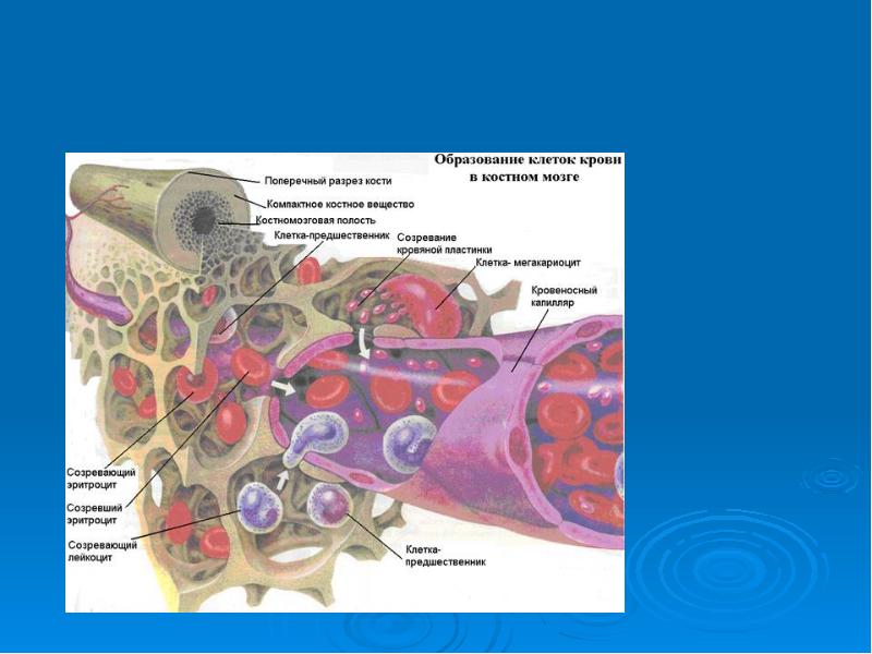 Рисунок красного костного мозга