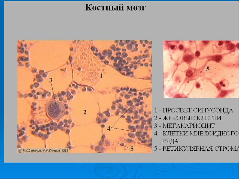 Органы кроветворения гистология презентация