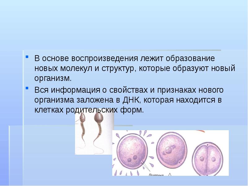 В основе воспроизведения лежит образование новых молекул и структур, которые образуют