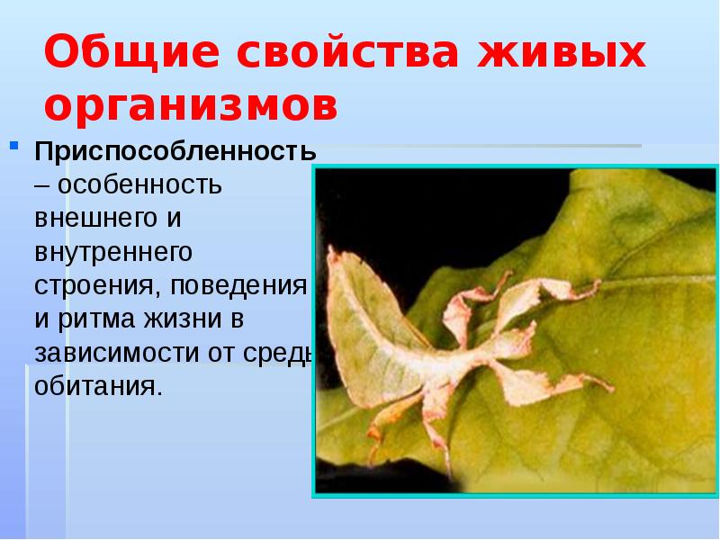 Общие свойства живых организмов Приспособленность – особенность внешнего и внутреннего строения,