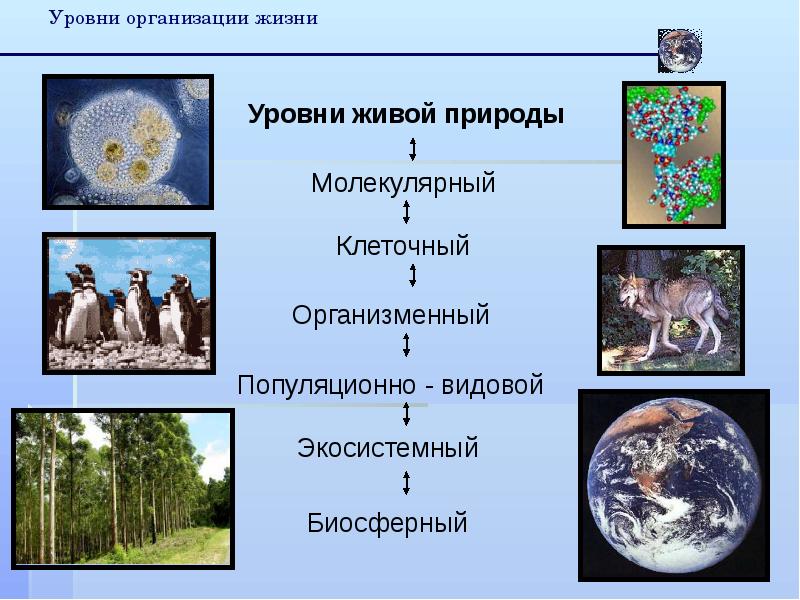 Какой уровень организации жизни отражен на данной фотографии