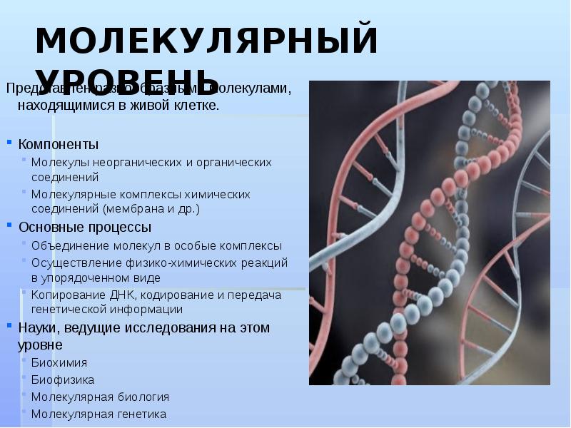 МОЛЕКУЛЯРНЫЙ УРОВЕНЬ Представлен разнообразными молекулами, находящимися в живой клетке. Компоненты Молекулы