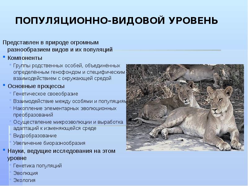 ПОПУЛЯЦИОННО-ВИДОВОЙ УРОВЕНЬ&nbsp;  Представлен в природе огромным разнообразием видов и их