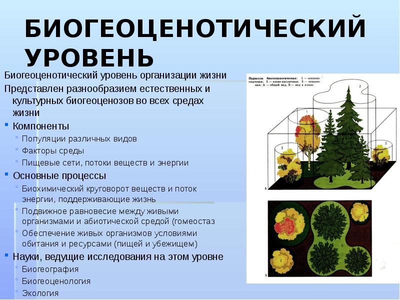 БИОГЕОЦЕНОТИЧЕСКИЙ УРОВЕНЬ Биогеоценотический уровень организации жизни Представлен разнообразием естественных и культурных