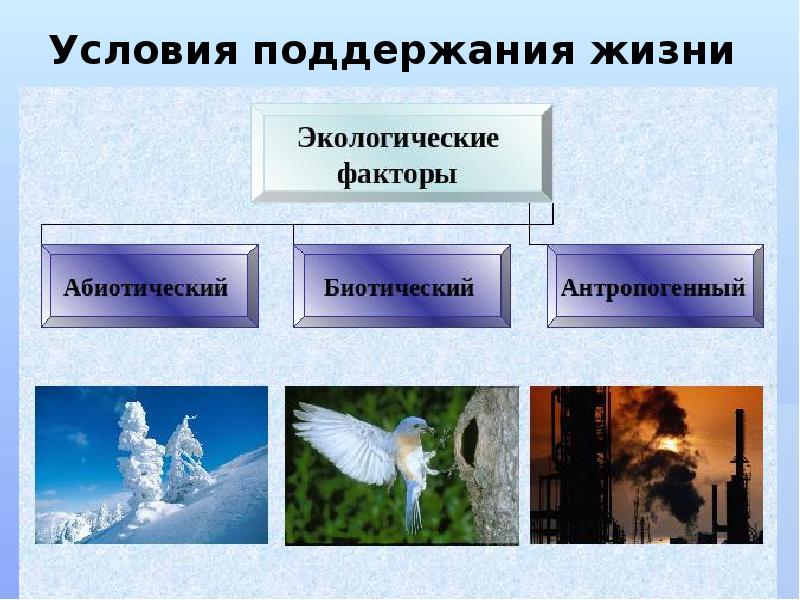 Условия поддержания жизни