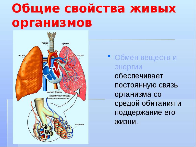 Общие свойства живых организмов Обмен веществ и энергии обеспечивает постоянную связь