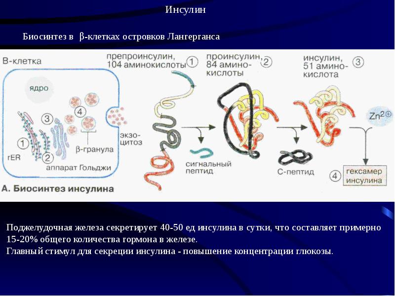 Гормоны презентация по биохимии