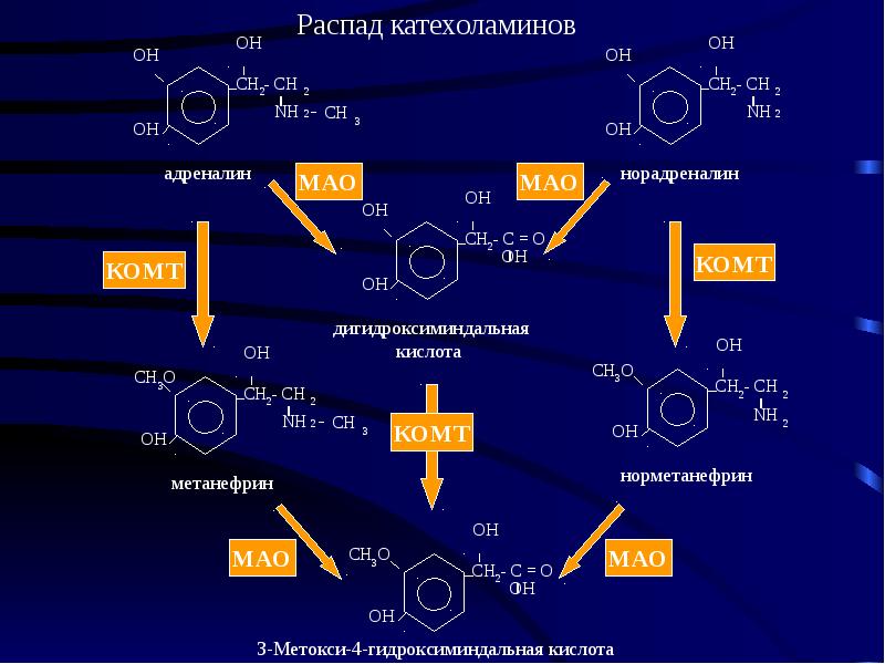 Схема синтеза катехоламинов