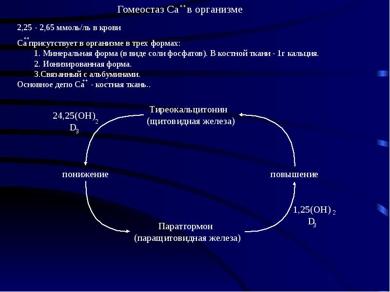 Синтез паратгормона биохимия схема