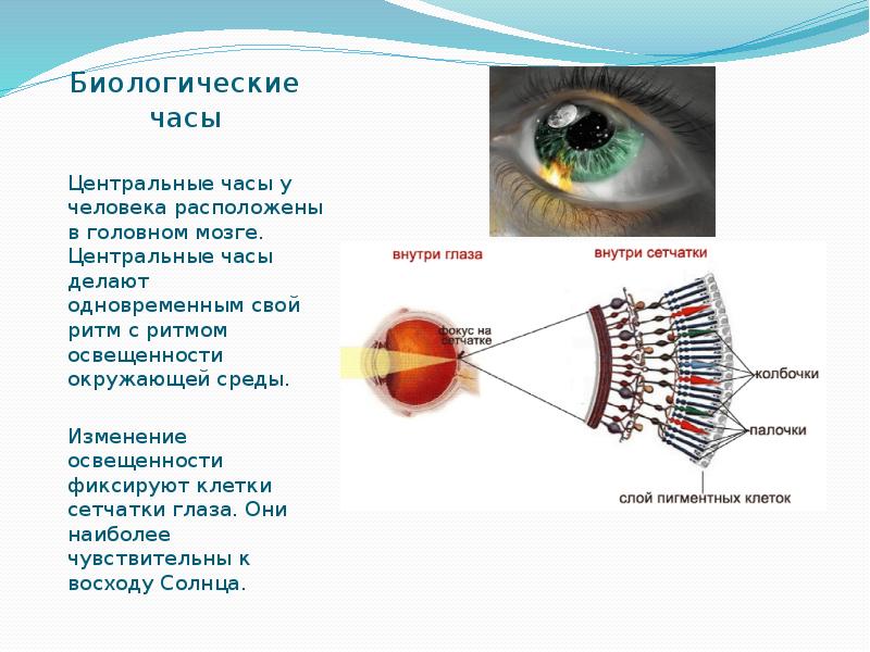 Какое изображение на сетчатке глаза. Биологические часы человека сообщение. Два вида клеток на сетчатке. Освещённость сетчатки глаза. Биологические часы 6 класс.