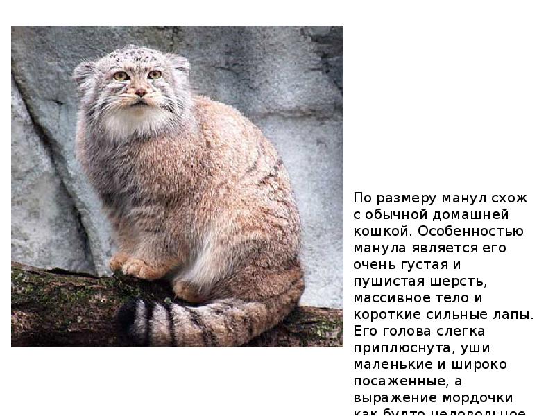 Кот дивуар презентация