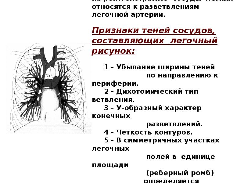 Легочный рисунок на рентгенограммах обусловлен теневым отображением