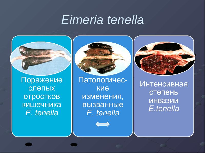 Кокцидиоз птиц презентация