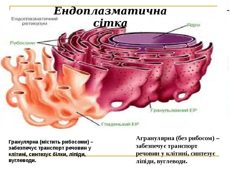 Cuál es la función de las mitocondrias