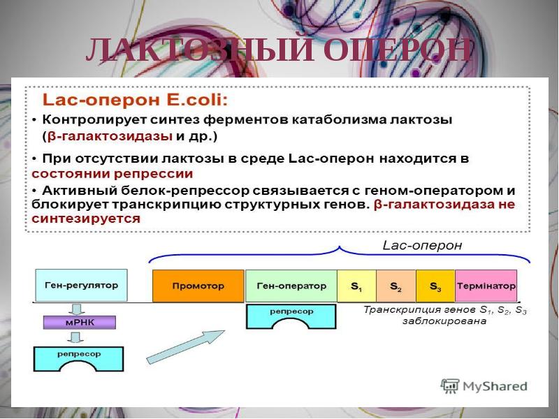 Схема строения оперонов бактерий