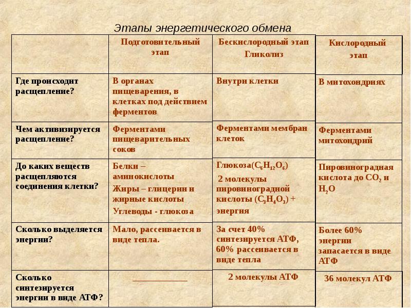 Энергетический обмен в клетке презентация