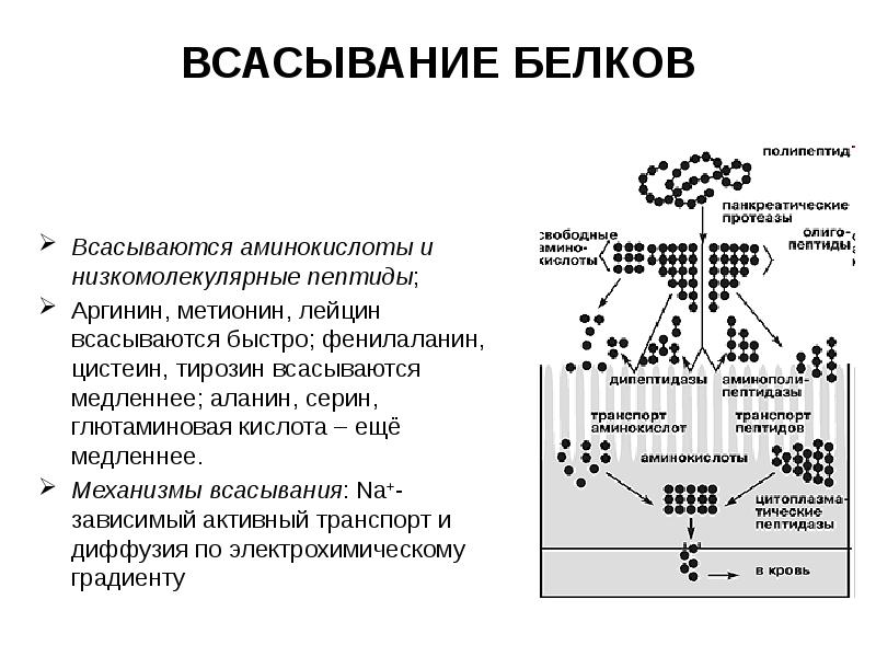 Всасывание белков