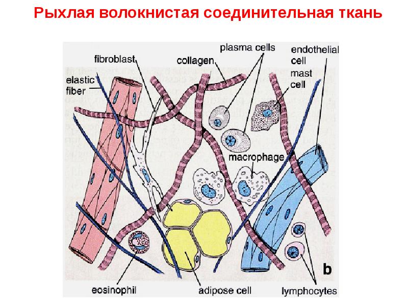 Рыхлая соединительная ткань рисунок