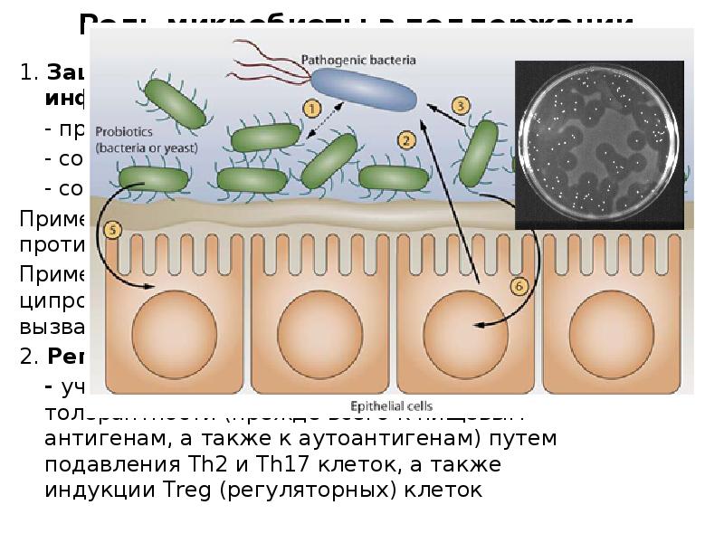 Микрофлора человека дисбактериоз презентация