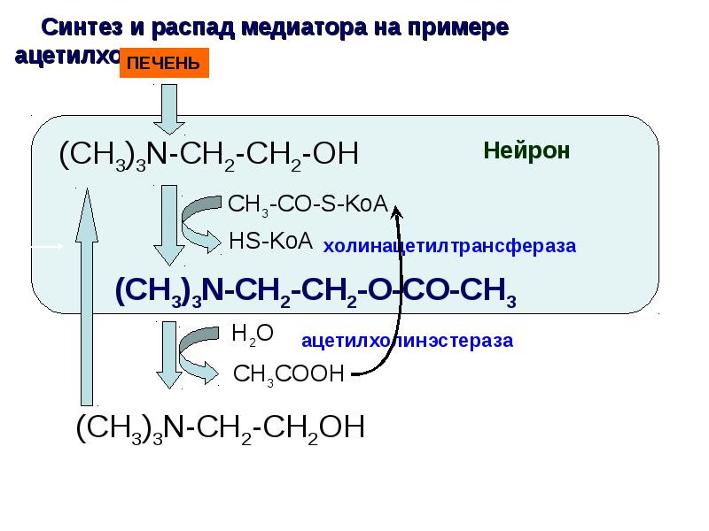 Синтез медиатора. Реакция образования ацетилхолина. Синтез ацетилхолина из Серина. Схема синтеза ацетилхолина из Серина. Синтез ацетилхолина из Холина.