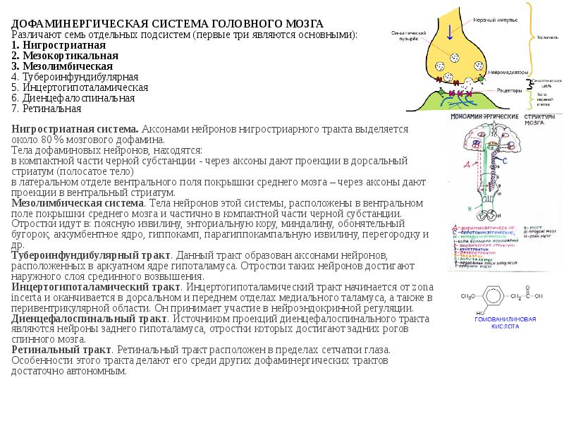 Дофаминергическая система презентация