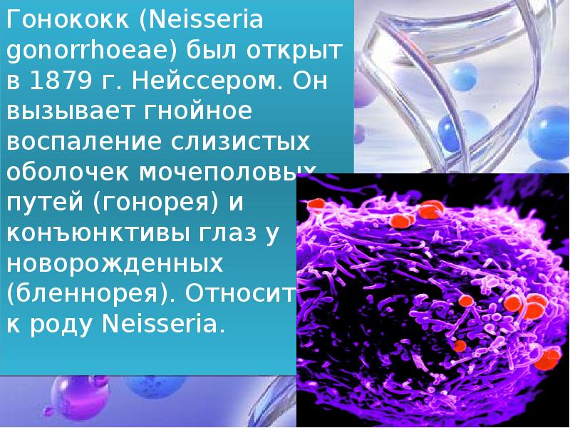 Менингококки презентация микробиология